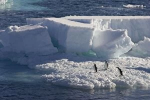 SE-476 Chinstrap Penguin - On sea ice
