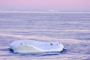 SE-477 Chinstrap Penguin - On iceberg at Sunset