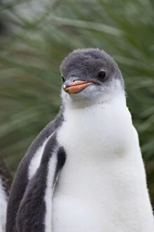 SE-479 Gentoo Penguin - 2-3 week old chick