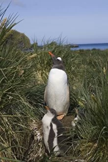 SE-480 Gentoo Penguin - Parent and 2-4 week old chick