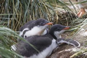 SE-482 Gentoo Penguin - 2-4 week old chicks