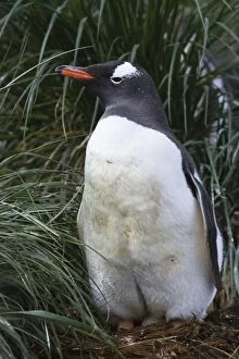 SE-483 Gentoo Penguin - Adult on egg on nest