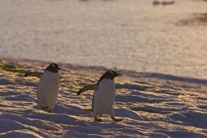 SE-485 Gentoo Penguin - Walking on snow at sunset