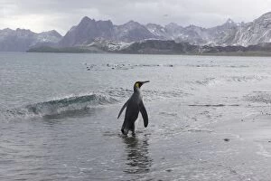 SE-488 King Penguin - Arriving on shore