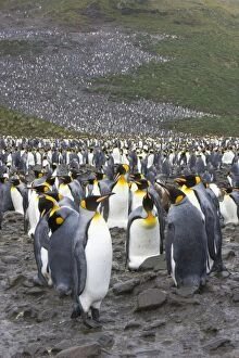 SE-489 King Penguin - colony