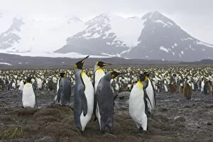 SE-490 King Penguin - colony