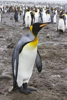 SE-491 King Penguin