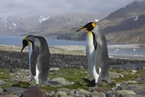 SE-497 King Penguin - Adults on peak above colony