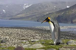 SE-498 King Penguin - Adult on peak above colony
