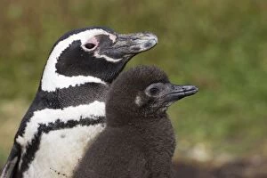 SE-501 Magellanic Penguin - Parent and chick