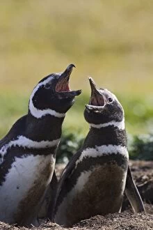 SE-502 Magellanic Penguin - Vocalizing parents at burrow