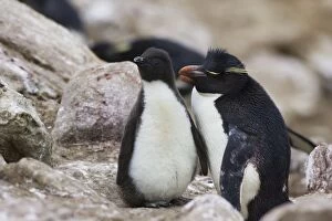 SE-503 Rockhopper Penguin - Parent and chick