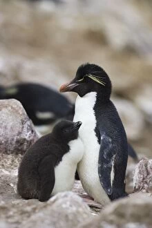 SE-504 Rockhopper Penguin - Parent and chicks