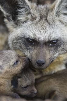 SE-511 Bat-eared fox - with 12 day old pups at den