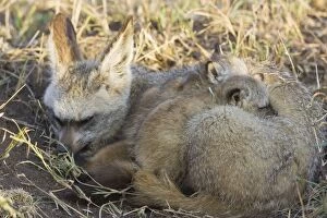 SE-516 Bat-eared fox - Resting with 4 week old pups