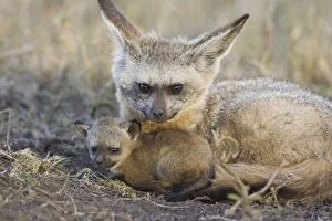SE-517 Bat-eared fox - Resting with 4 week old pup