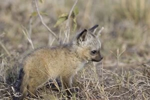 SE-519 Bat-eared fox - 5 week old pup