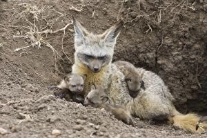 SE-520 Bat-eared fox - with 15 day old pups at den