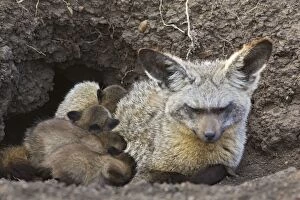 SE-524 Bat-eared fox - with 14 day old pups at den