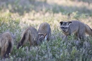 SE-534 Bat-eared fox - Foraging for insects