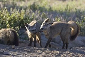 SE-535 Bat-eared fox - 7 month old pups playing