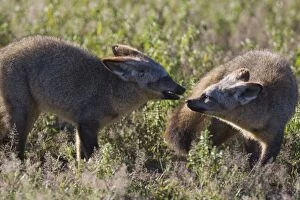 SE-536 Bat-eared fox - 7 month old pups playing