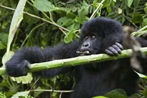 SE-543 Mountain Gorilla - Baby playing with bamboo