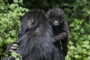 SE-552 Mountain Gorilla - 3 month old baby clinging to mother