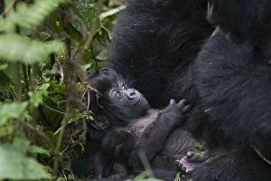 SE-555 Mountain Gorilla - infant (less than one month old)