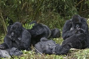 SE-557 Mountain Gorilla - Family group resting in morning sun