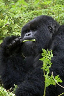 SE-567 Mountain Gorilla - large silverback feeding on vegetation