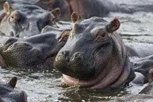 SE-580 Common Hippopotamus