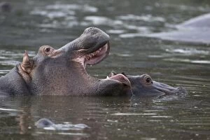 SE-583 Common Hippopotamus