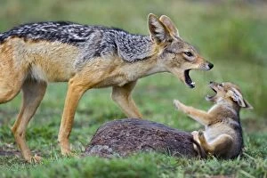SE-596 Black-backed Jackal - with young