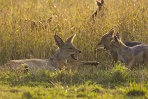 SE-632 Black-backed Jackal - Playing with 6 week old pups at sunset
