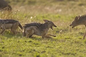 SE-640 Black-backed Jackal - Fighting with intruder jackal who has wandered into territory