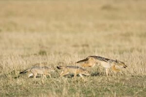 SE-659 Black-backed Jackal - Mother moving den locations, 8 week old pup(s) following close behind