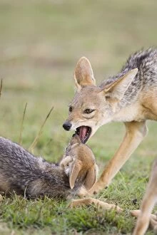 SE-660 Black-backed Jackal - Playing with 8 week old pup
