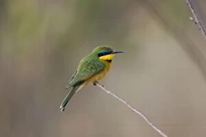 SE-692 Little Bee-eater
