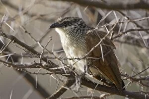 SE-694 White-browed Coucal