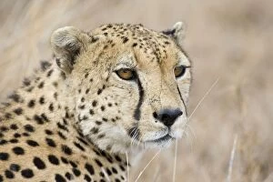 SE-708 Cheetah - Adult male