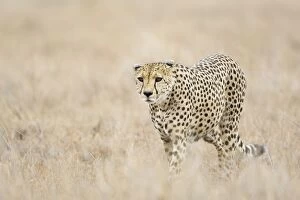 SE-709 Cheetah - Adult male