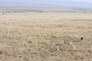 SE-713 Cheetah - Adult male
