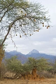 SE-731 Africa - Kenya - Weaver nests in acacia tree with termite mound below