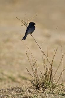 SE-749 Fork-tailed Drongo