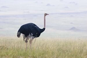 SE-759 Ostrich - Male in rain
