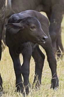 SE-773 Cape Buffalo - Newborn calf (2-3 days old)