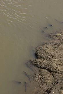 SE-781 Nile Crocodile - Hatchlings in Mara River