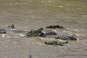 SE-783 Nile Crocodile - Hungry crocodiles feeding on zebra