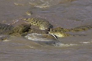 SE-784 Nile Crocodile - Hungry crocodiles feeding on zebra